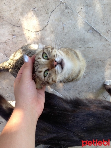 Tekir Kedi, Kedi  Oğluş Jr. fotoğrafı