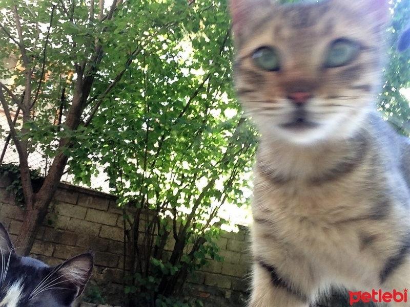 Tekir Kedi, Kedi  Oğluş Jr. fotoğrafı