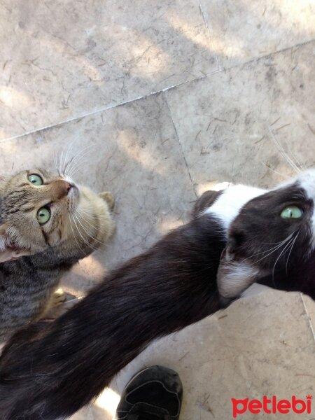 Tekir Kedi, Kedi  Oğluş Jr. fotoğrafı