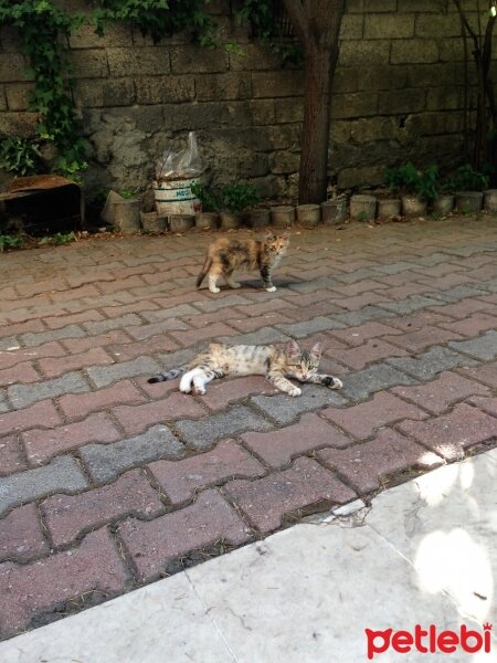 Tekir Kedi, Kedi  Minnaklar fotoğrafı