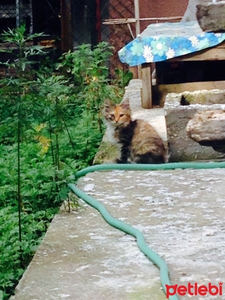 Tekir Kedi, Kedi  Minnaklar fotoğrafı