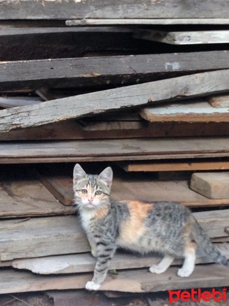 Tekir Kedi, Kedi  Minnaklar fotoğrafı