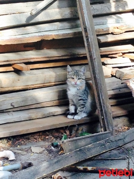 Tekir Kedi, Kedi  Minnaklar fotoğrafı