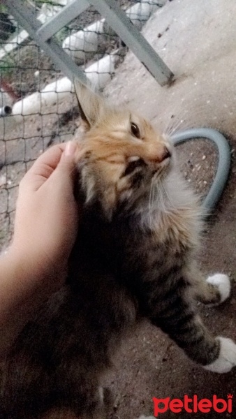 Tekir Kedi, Kedi  Minnaklar fotoğrafı