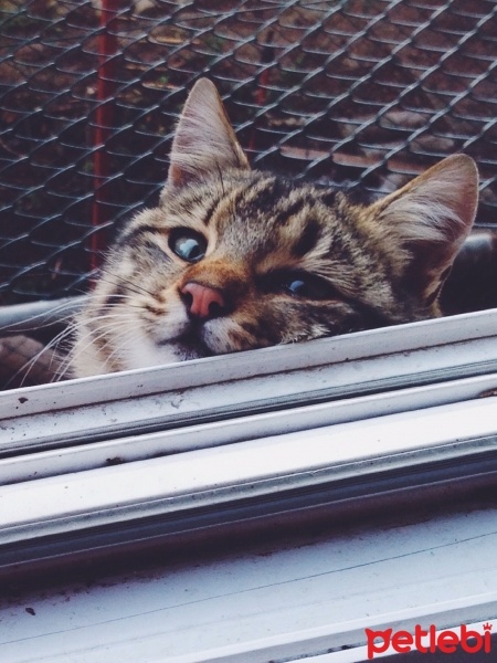 Tekir Kedi, Kedi  Oğluş fotoğrafı