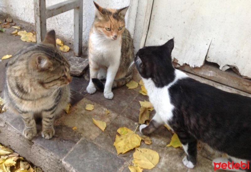 Tekir Kedi, Kedi  Oğluş fotoğrafı