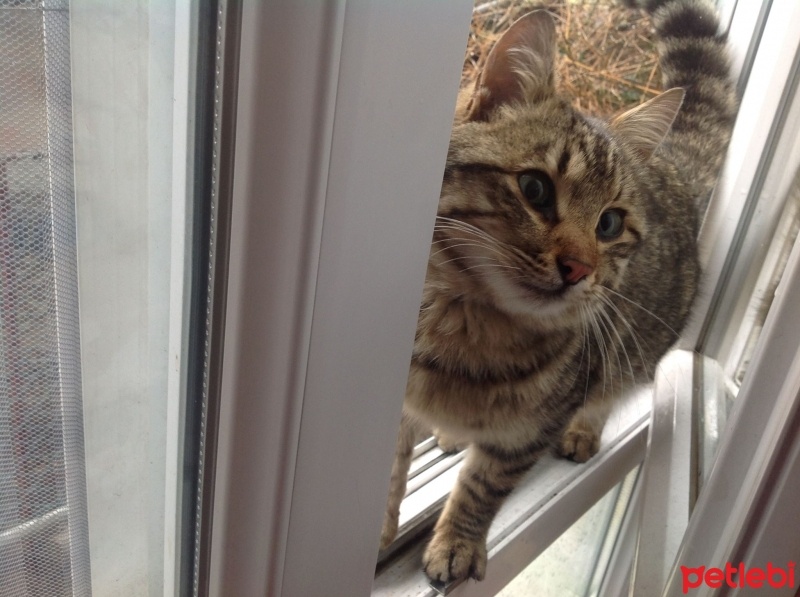 Tekir Kedi, Kedi  Oğluş fotoğrafı