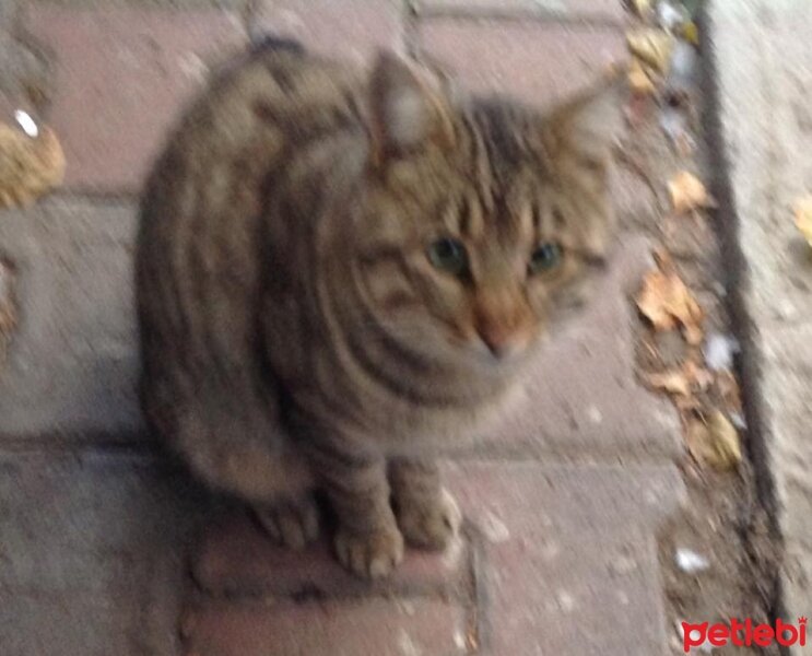 Tekir Kedi, Kedi  Oğluş fotoğrafı