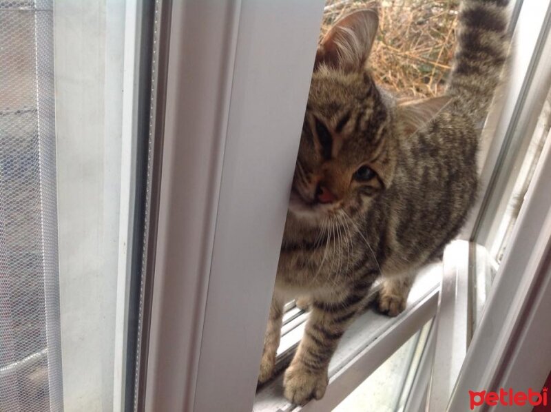 Tekir Kedi, Kedi  Oğluş fotoğrafı