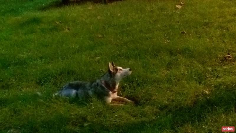 Sibirya Kurdu (Husky), Köpek  zeyna fotoğrafı