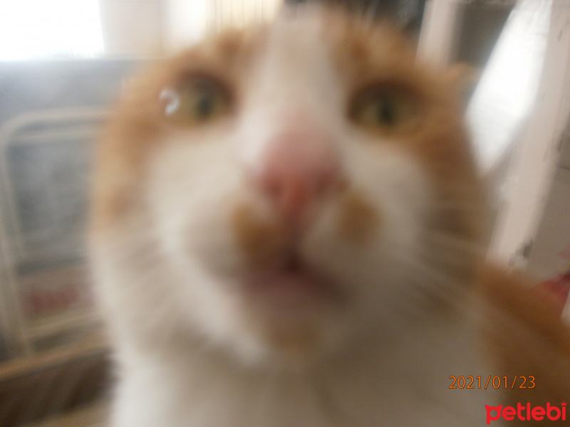 Tekir Kedi, Kedi  Yavru Pisi fotoğrafı