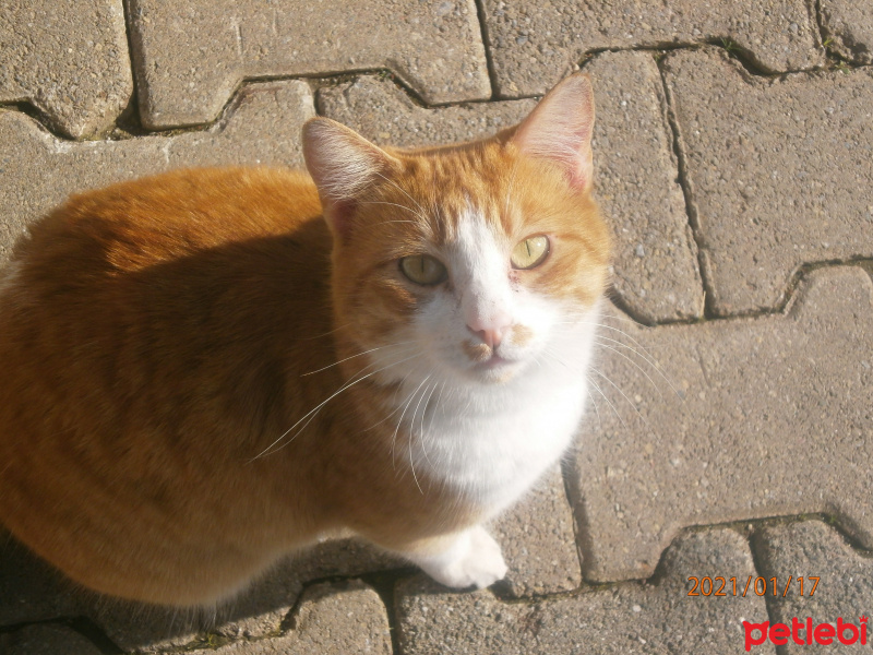 Tekir Kedi, Kedi  Yavru Pisi fotoğrafı