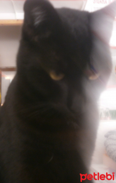 Tekir Kedi, Kedi  Yavru Pisi fotoğrafı