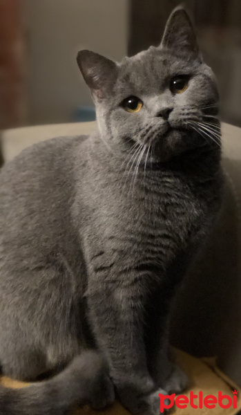 British Shorthair, Kedi  Susie fotoğrafı