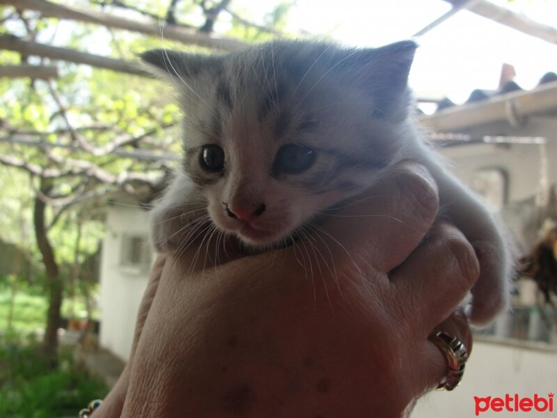 Tekir Kedi, Kedi  Beyaz fotoğrafı