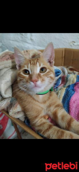 Tekir Kedi, Kedi  Günes fotoğrafı