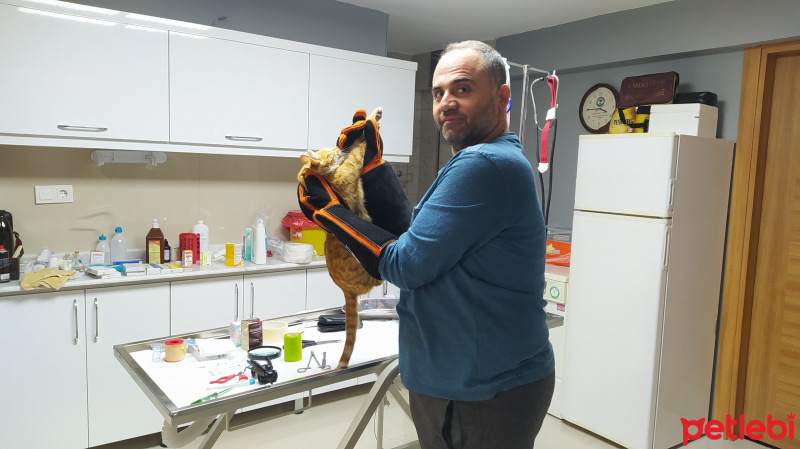 Tekir Kedi, Kedi  Günes fotoğrafı