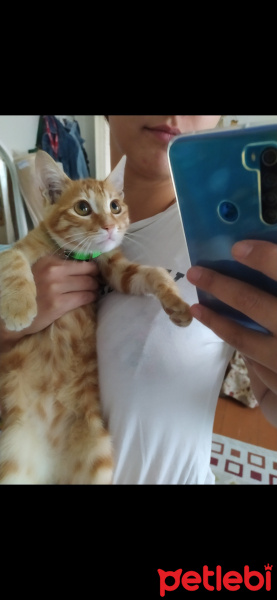 Tekir Kedi, Kedi  Günes fotoğrafı