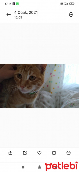 Tekir Kedi, Kedi  Günes fotoğrafı