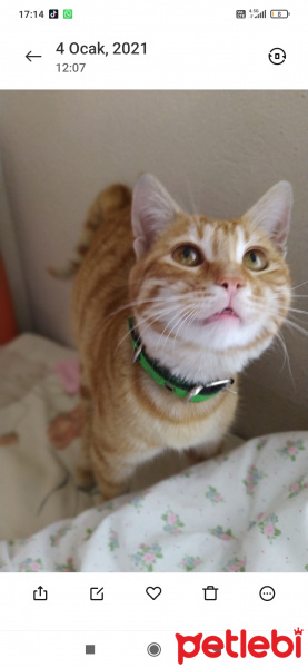 Tekir Kedi, Kedi  Günes fotoğrafı