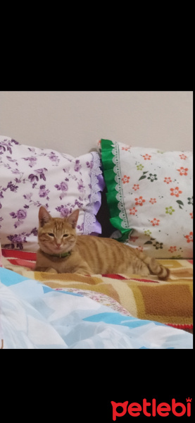 Tekir Kedi, Kedi  Günes fotoğrafı