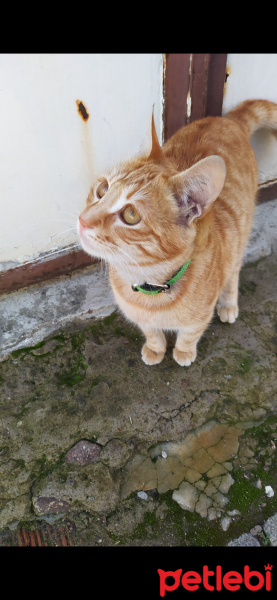 Tekir Kedi, Kedi  Günes fotoğrafı
