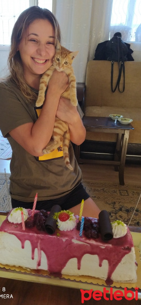 Tekir Kedi, Kedi  Günes fotoğrafı