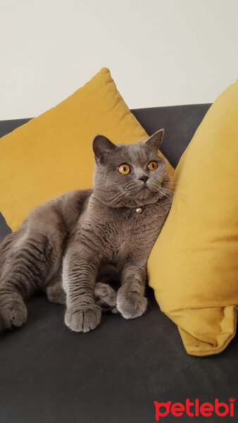 British Shorthair, Kedi  Maya fotoğrafı