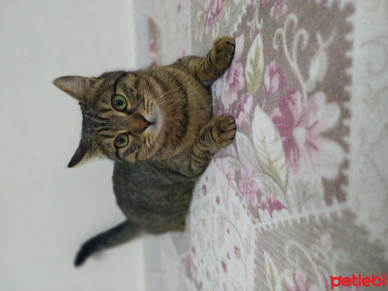 Tekir Kedi, Kedi  Keduş fotoğrafı