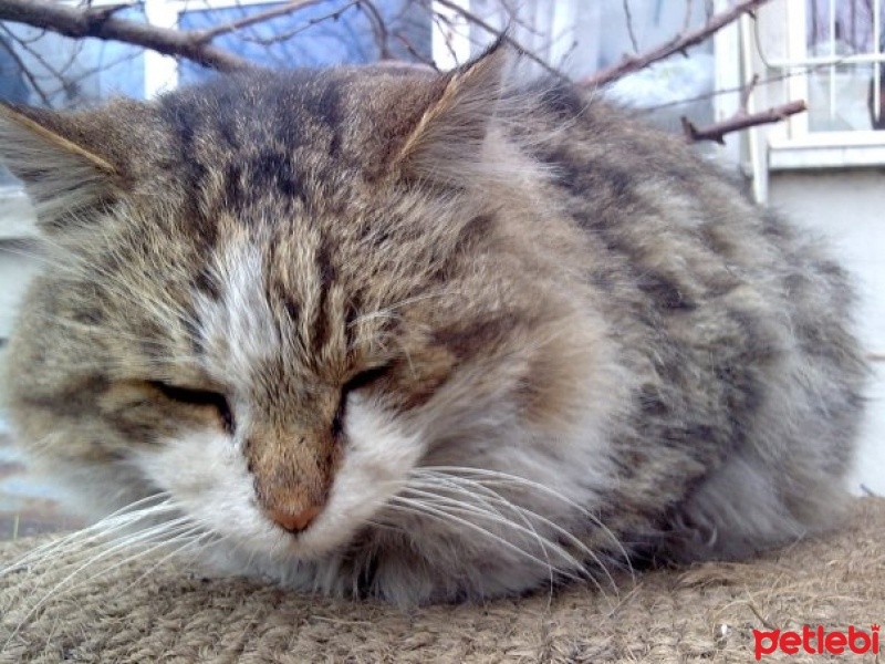 Tekir Kedi, Kedi  Köfte fotoğrafı