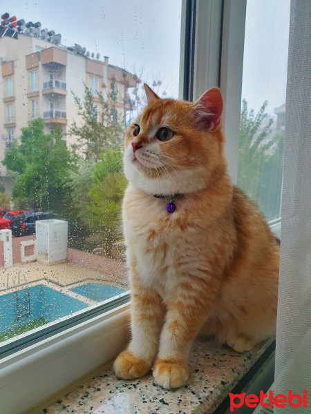 British Shorthair, Kedi  Bal fotoğrafı