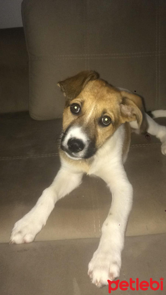 Alman Çoban Köpeği, Köpek  Lisa fotoğrafı