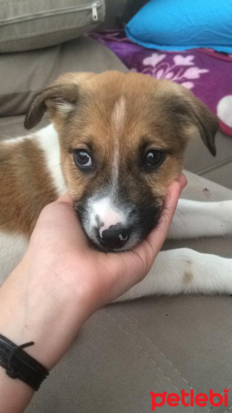 Alman Çoban Köpeği, Köpek  Lisa fotoğrafı
