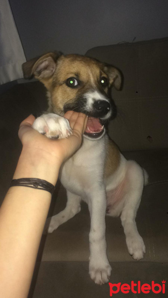 Alman Çoban Köpeği, Köpek  Lisa fotoğrafı