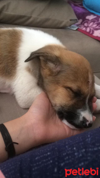 Alman Çoban Köpeği, Köpek  Lisa fotoğrafı