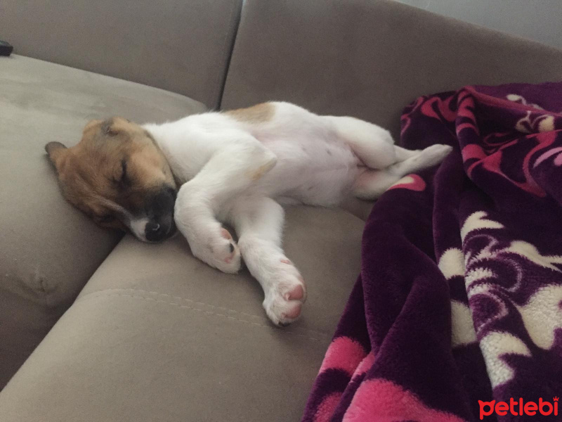 Alman Çoban Köpeği, Köpek  Lisa fotoğrafı