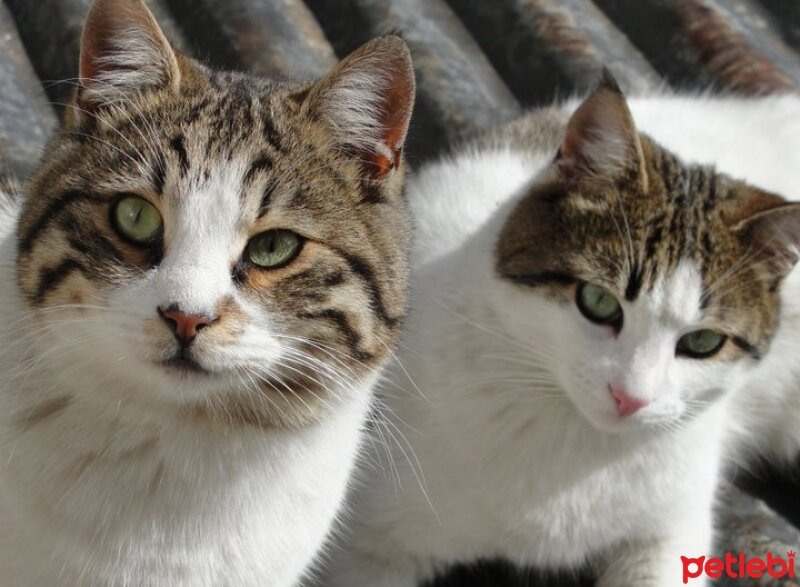 Tekir Kedi, Kedi  Maru fotoğrafı