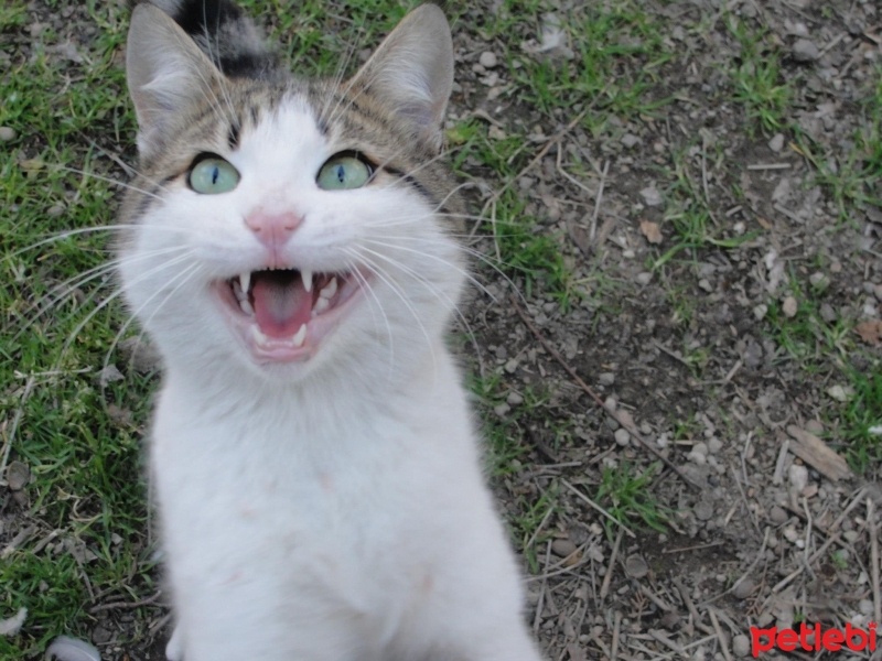 Tekir Kedi, Kedi  Maru fotoğrafı