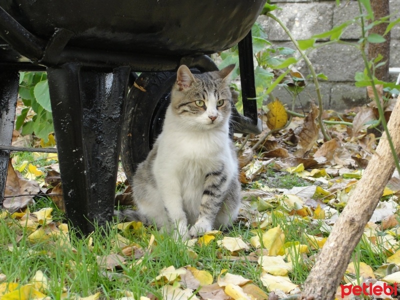 Tekir Kedi, Kedi  Maru fotoğrafı