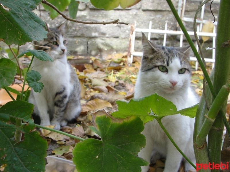 Tekir Kedi, Kedi  Maru fotoğrafı