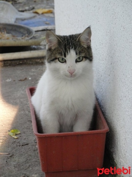 Tekir Kedi, Kedi  Maru fotoğrafı
