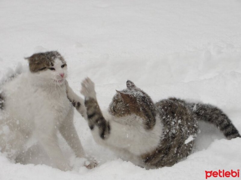 Tekir Kedi, Kedi  Maru fotoğrafı