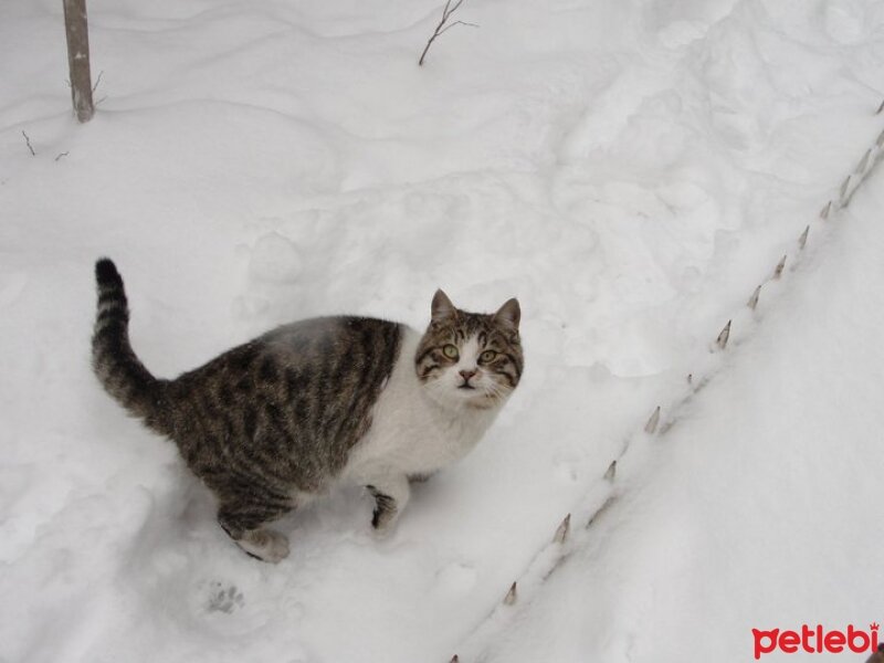 Tekir Kedi, Kedi  Maru fotoğrafı