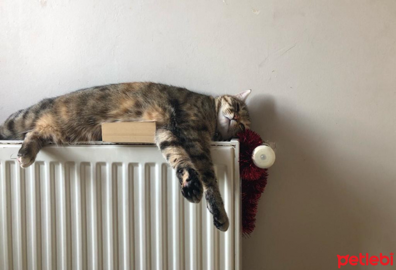 Tekir Kedi, Kedi  Suffle fotoğrafı