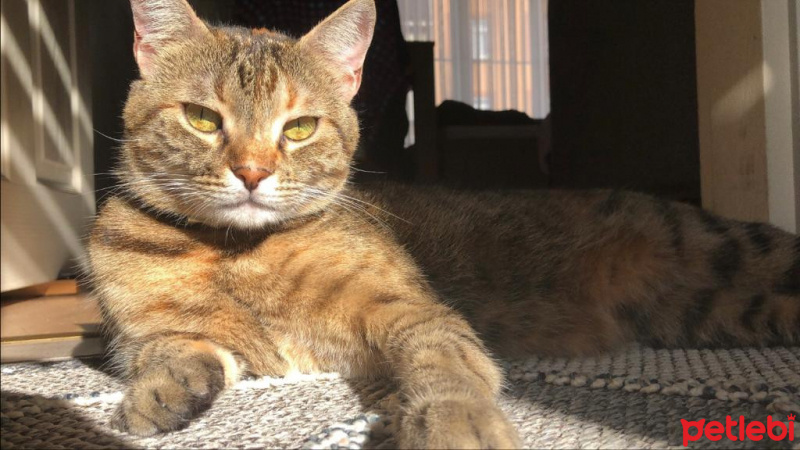 Tekir Kedi, Kedi  Suffle fotoğrafı