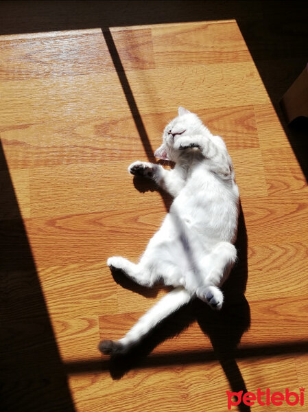 British Shorthair, Kedi  Badem fotoğrafı