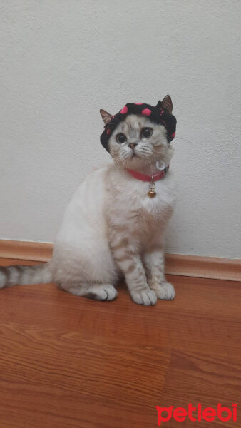 British Shorthair, Kedi  Badem fotoğrafı