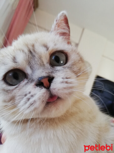 British Shorthair, Kedi  Badem fotoğrafı