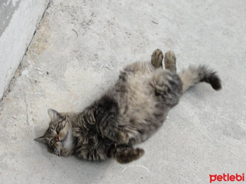 Tekir Kedi, Kedi  Siyah fotoğrafı