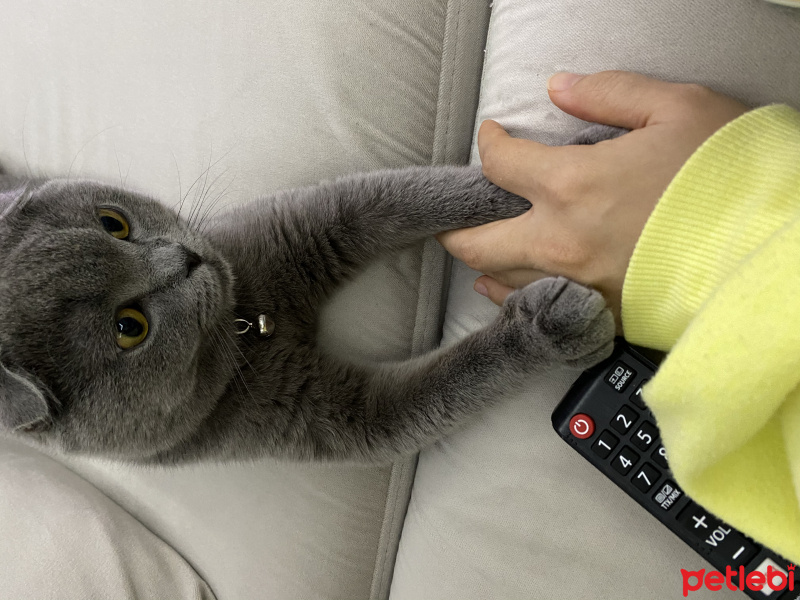Scottish Fold, Kedi  Beter fotoğrafı
